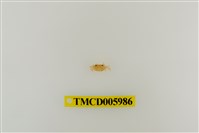 藏品(拉氏清溪蟹)的圖片